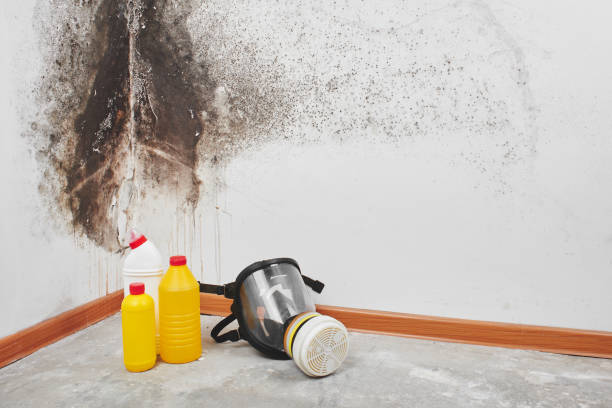 Best Residential Mold Removal  in Sacred Heart University, CT