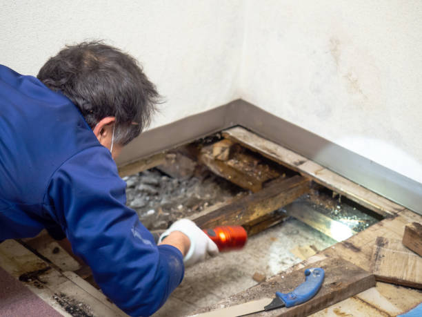 Home Mold Removal in Sacred Heart University, CT