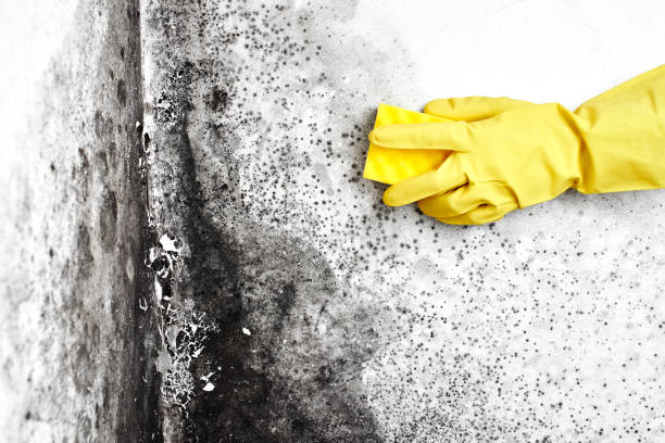Professional Mold Removal in Sacred Heart University, CT