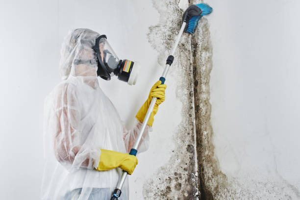 Best Mold Cleaning Services  in Sacred Heart University, CT