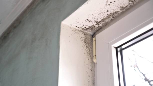 Best Attic Mold Removal  in Sacred Heart University, CT