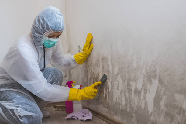 Best Mold Removal Near Me  in Sacred Heart University, CT