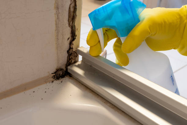 Best Same-Day Mold Removal  in Sacred Heart University, CT
