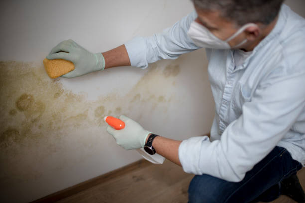 Best Emergency Mold Removal  in Sacred Heart University, CT
