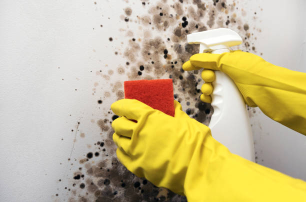Best Home Mold Removal  in Sacred Heart University, CT