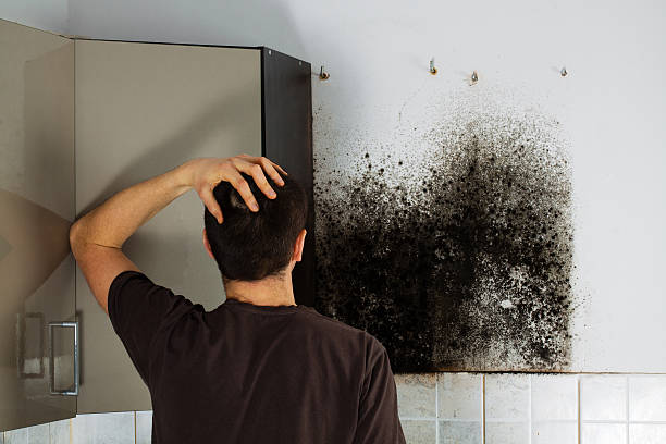 Best Attic Mold Removal  in Sacred Heart University, CT
