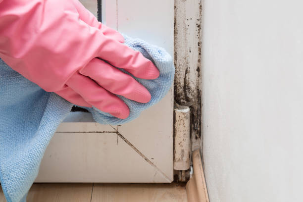 Best Certified Mold Removal  in Sacred Heart University, CT
