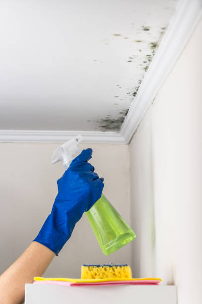 Best Emergency Mold Removal  in Sacred Heart University, CT